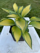 Hosta funkie june gebraucht kaufen  Gadebusch