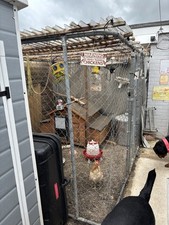 Hen coop dog for sale  STOCKTON-ON-TEES