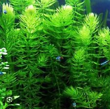 Large amount hornwort for sale  Liverpool