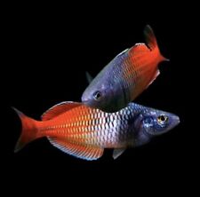 Red boeseman rainbowfish for sale  LONDON