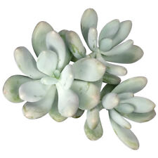 Lavender pebbles graptopetalum for sale  Lake Forest