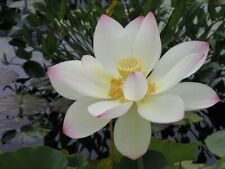 Nelumbo nucifera seeds for sale  HIGH WYCOMBE