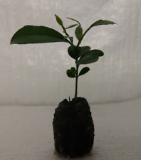 Orange citrus sinsensis for sale  PRESTON