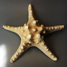 Natural dried knobbly for sale  LONDON