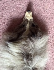 fox fur stole for sale fox fur stole for sale WHITCHURCH