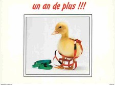 Animals birds ducks d'occasion  Expédié en Belgium