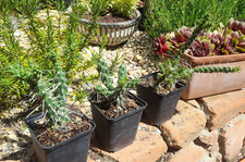 Cylindropuntia aff whipplei gebraucht kaufen  Mönchengladbach
