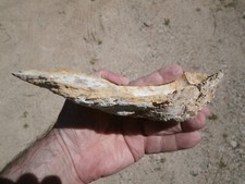 Grande huitre fossile d'occasion  Vals-les-Bains