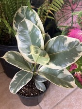 Fig tree variegate for sale  Sanford