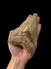 Megalodon shark tooth for sale  DORCHESTER