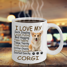Corgi dog pembroke for sale  Las Vegas