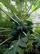 Papaya essbare pflanzen gebraucht kaufen  Kaiserslautern