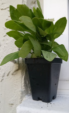Rooted live longevity for sale  Pinellas Park
