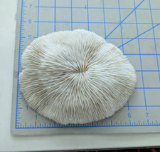 mushroom coral for sale mushroom coral for sale Fullerton