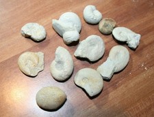 Versteinerungen mix stück gebraucht kaufen  Dietenhofen