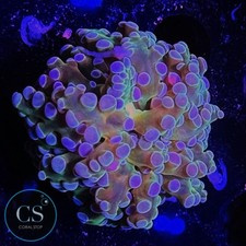 Gold mouth frogspawn for sale  Chicago Ridge