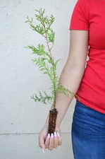 Treesagain white cedar for sale  La Junta