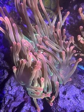 Rainbow bubble tip for sale  Marietta