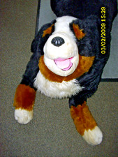 Berner sennenhund zum gebraucht kaufen  Bremen