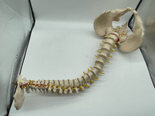 Vintage human spine for sale  NOTTINGHAM