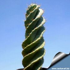 Cereus peruvianus spiralis for sale  CAMBERLEY