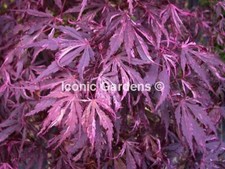 Rare japanese maple for sale  Stanwood