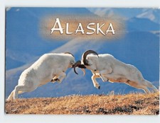 Postcard two dall for sale  Stevens Point