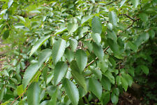 Koreanische hainbuche carpinus gebraucht kaufen  Tauberbischofsheim