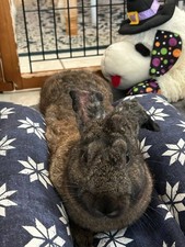 Bunny lounger bed for sale  Estero