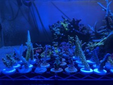 Sps acropora frag for sale  BURNHAM-ON-SEA
