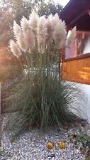 Cortaderia selloana weißes gebraucht kaufen  Dillingen a.d.Donau