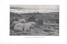Eisbären lauer wilhelm gebraucht kaufen  Deutschland