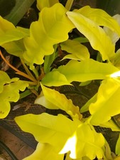 Philodendron golden crocodile for sale  Saint Petersburg
