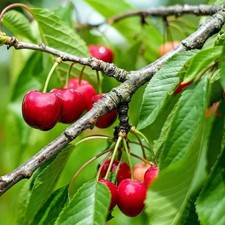 Cerisier carmen prunus d'occasion  Pouzauges