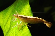 Bamboo shrimp atyopsis for sale  Patchogue