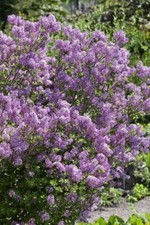 Syringa meyeri lillifee gebraucht kaufen  Westerstede