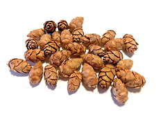 Mini pine cones for sale  TAUNTON