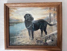 Black labrador retriever for sale  Punta Gorda