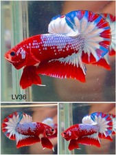 koi betta for sale koi betta for sale Clemmons