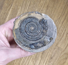 Dactylioceras ammonite fossil for sale  WALLASEY