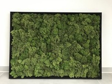 Moosbild echtem islandmoos gebraucht kaufen  Geisa