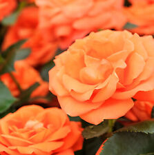 Rose bush pot for sale  GLASGOW