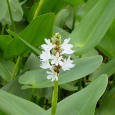 White pickerel rush for sale  Lumberton