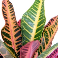Croton varietie colorful for sale  Wadsworth