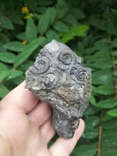 Multi dactylioceras gracile for sale  REDCAR
