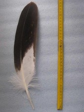 adlerfeder gebraucht kaufen adlerfeder gebraucht kaufen Bayreuth