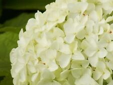 Ball hortensie hydrangea gebraucht kaufen  Pinneberg