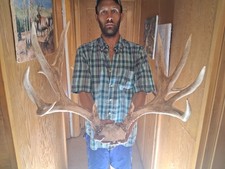 Giant mule deer for sale  Tonasket