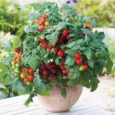 10 nasion Balkontomaty Krasnolud Pomidor Buschtomate TINY TIM na sprzedaż  Wysyłka do Poland