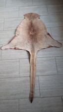 Vintage tanned kangaroo for sale  YORK